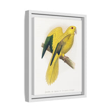 Golden or Queen Bavaria's Parrot (Guaruba guarouba) colored wood-engraved plate by Alexander Francis Lydon.