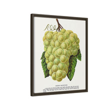 Green Mountain grape lithograph. Digitally enhanced from our own original 1900 edition plates of Botanical Specimen published by Rochester Lithographing