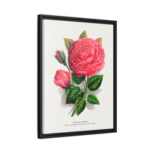 Pink rose, Anna De Diesbach lithograph. Digitally enhanced from our own original 1900 edition plates of Botanical Specimen published by Rochester Lithographing