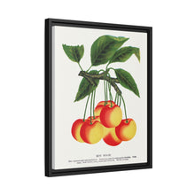 Gov Wood cherry lithograph. Digitally enhanced from our own original 1900 edition plates of Botanical Specimen published by Rochester Lithographing
