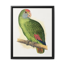 Dufresne's Amazon (Amazona dufresniana) colored wood-engraved plate by Alexander Francis Lydon - NOMADEN ART GALLERY