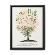 Purple Fringe tree lithograph. Digitally enhanced from our own original 1900 edition plates of Botanical Specimen published by Rochester Lithographing - NOMADEN ART GALLERY