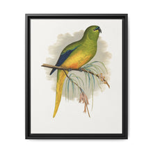 Elegant Parrakeet (Neophema elegans) colored wood-engraved plate by Alexander Francis Lydon - NOMADEN ART GALLERY