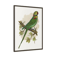 Alexandrine Parakeet (Psittacula eupatria) colored wood-engraved plate by Alexander Francis Lydon.