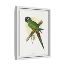 llliger's Macaw (Primolius maracana) colored wood-engraved plate by Alexander Francis Lydon