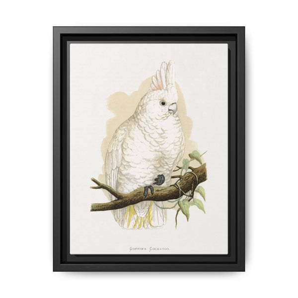 Goffin's Cockatoo (Cacatua goffiniana) colored wood-engraved plate by Alexander Francis Lydon. - NOMADEN ART GALLERY