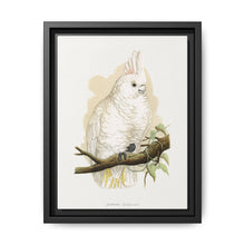 Goffin's Cockatoo (Cacatua goffiniana) colored wood-engraved plate by Alexander Francis Lydon. - NOMADEN ART GALLERY