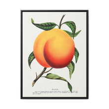 Foster peach lithograph. Digitally enhanced from our own original 1900 edition plates of Botanical Specimen published by Rochester Lithographing - NOMADEN ART GALLERY