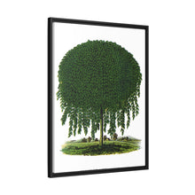 Kilmarnock Weeping Willow tree lithograph. Digitally enhanced from our own original 1900 edition plates of Botanical Specimen published by Rochester Lithographing