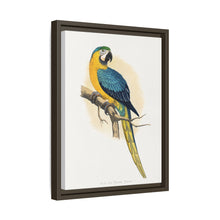 Blue and Yellow Macaw (Ara ararauna) colored wood-engraved plate by Alexander Francis Lydon