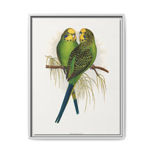 Budgerigar (Melopsittacus undulatus) colored wood-engraved plate by Alexander Francis Lydon - NOMADEN ART GALLERY