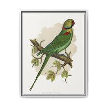 Alexandrine Parakeet (Psittacula eupatria) colored wood-engraved plate by Alexander Francis Lydon. - NOMADEN ART GALLERY