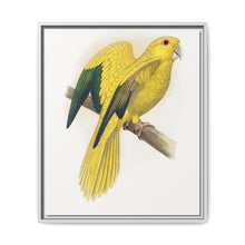 Golden or Queen Bavaria's Parrot (Guaruba guarouba) colored wood-engraved plate by Alexander Francis Lydon. - NOMADEN ART GALLERY