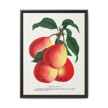 Vermont Beauty pear lithograph. Digitally enhanced from our own original 1900 edition plates of Botanical Specimen published by Rochester Lithographing - NOMADEN ART GALLERY