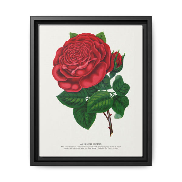 Red rose, American Beauty lithograph. Digitally enhanced from our own original 1900 edition plates of Botanical Specimen published by Rochester Lithographing - NOMADEN ART GALLERY