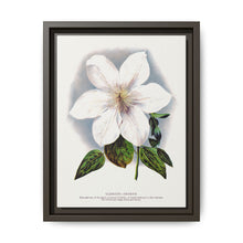 Clematis flower lithograph. Digitally enhanced from our own original 1900 edition plates of Botanical Specimen published by Rochester Lithographing - NOMADEN ART GALLERY