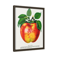 Wolf River Apple Lithograph | Vintage Botanical Wall Art Print