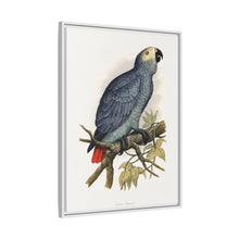 Grey Parrot (Psittacus erithacus) colored wood-engraved plate by Alexander Francis Lydon.