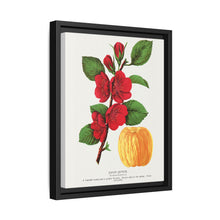 Japan Quince tree lithograph. Digitally enhanced from our own original 1900 edition plates of Botanical Specimen published by Rochester Lithographing - NOMADEN ART GALLERY