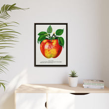 Wolf River Apple Lithograph | Vintage Botanical Wall Art Print