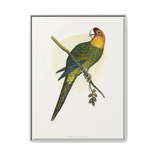 Carolina Parrot (Conuropsis carolinensis) colored wood-engraved plate by Alexander Francis Lydon. - NOMADEN ART GALLERY