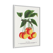 Gov Wood cherry lithograph. Digitally enhanced from our own original 1900 edition plates of Botanical Specimen published by Rochester Lithographing
