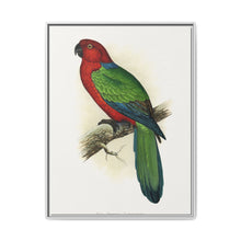 Red Shining Parrakeet (Prosopeia tabuensis) colored wood-engraved plate by Alexander Francis Lydon - NOMADEN ART GALLERY