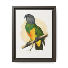 Senegal Parrot (Poicephalus senegalus) colored wood-engraved plate by Alexander Francis Lydon. - NOMADEN ART GALLERY