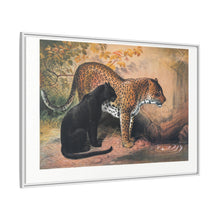 The Leopard from Zoological sketches (1861-1867) by Joseph Wolf and Philip Lutley Sclater