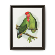 Rosy-Faced Love-Bird (Agapornis roseicollis) colored wood-engraved plate by Alexander Francis Lydon. - NOMADEN ART GALLERY