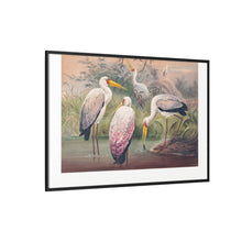 The African Wood Ibis from Zoological sketches (1861-1867) by Joseph Wolf and Philip Lutley Sclater