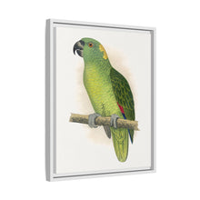 Lydon's Yellow-Naped Amazon | Vintage Parrot Wall Art Print