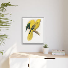 Golden or Queen Bavaria's Parrot (Guaruba guarouba) colored wood-engraved plate by Alexander Francis Lydon.