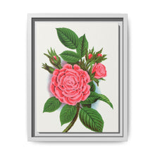 Pink rose, Salet Moss lithograph. Digitally enhanced from our own original 1900 edition plates of Botanical Specimen published by Rochester Lithographing - NOMADEN ART GALLERY