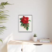 Red rose, Alfred Colomb lithograph. Digitally enhanced from our own original 1900 edition plates of Botanical Specimen published by Rochester Lithographing