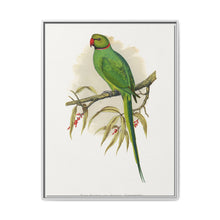 Ring-Necked or Bengal Parakeet (Psittacula columboides) colored wood-engraved plate by Alexander Francis Lydon - NOMADEN ART GALLERY