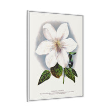 Clematis flower lithograph. Digitally enhanced from our own original 1900 edition plates of Botanical Specimen published by Rochester Lithographing