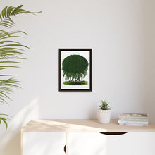 Kilmarnock Weeping Willow tree lithograph. Digitally enhanced from our own original 1900 edition plates of Botanical Specimen published by Rochester Lithographing