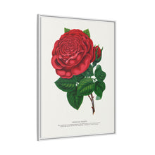 Red rose, American Beauty lithograph. Digitally enhanced from our own original 1900 edition plates of Botanical Specimen published by Rochester Lithographing