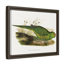 Green Ground Parrot (Pezoporus wallicus) colored wood-engraved plate by Alexander Francis Lydon