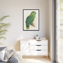 Mealy Amazon (Amazona farinosa) colored wood-engraved plate by Alexander Francis Lydon