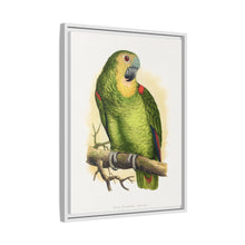 Blue-Fronted Amazon (Amazona aestiva) colored wood-engraved plate by Alexander Francis Lydon