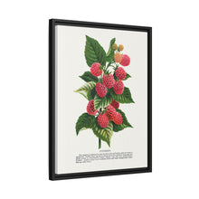 Cuthbert raspberry lithograph. Digitally enhanced from our own original 1900 edition plates of Botanical Specimen published by Rochester Lithographing