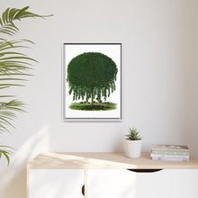Kilmarnock Weeping Willow tree lithograph. Digitally enhanced from our own original 1900 edition plates of Botanical Specimen published by Rochester Lithographing