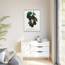 Lucretia Dewberry lithograph. Digitally enhanced from our own original 1900 edition plates of Botanical Specimen published by Rochester Lithographing