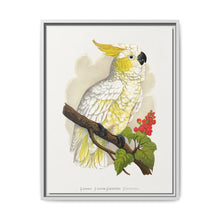 Lesser Lemon-Crested Cockatoo (Cacatua sulphurea) colored wood-engraved plate by Alexander Francis Lydon - NOMADEN ART GALLERY