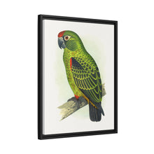 Placa grabada en madera de color loro de Jardine (Poicephalus gulielmi gulielmi) de Alexander Francis Lydon. 