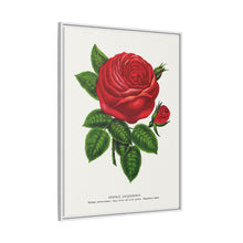 Red rose, General Jacquemont flower lithograph. Digitally enhanced from our own original 1900 edition plates of Botanical Specimen published by Rochester Lithographing