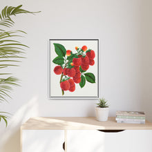 Shaffer's Colossal Raspberry Lithograph (1900)