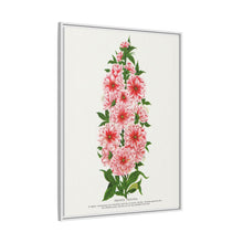 Prunus Triloba flower lithograph. Digitally enhanced from our own original 1900 edition plates of Botanical Specimen published by Rochester Lithographing